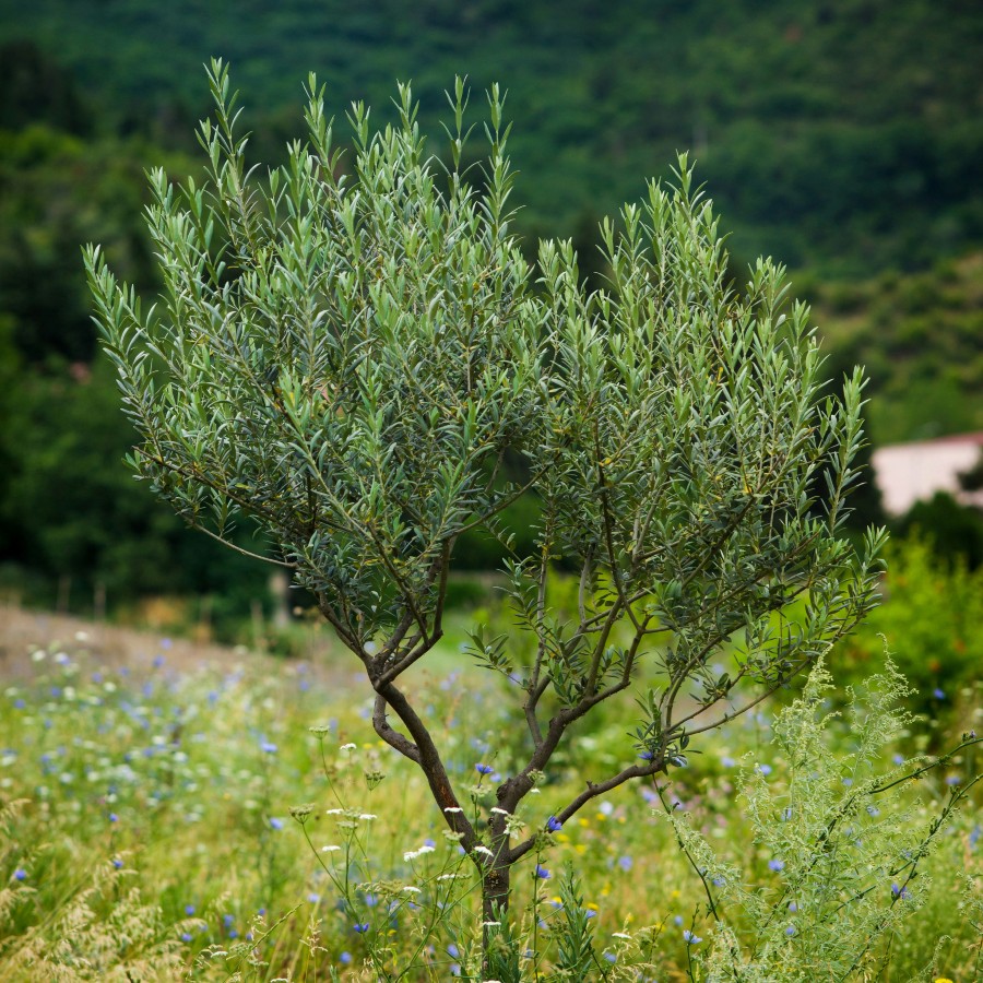 Albero Ulivo 1