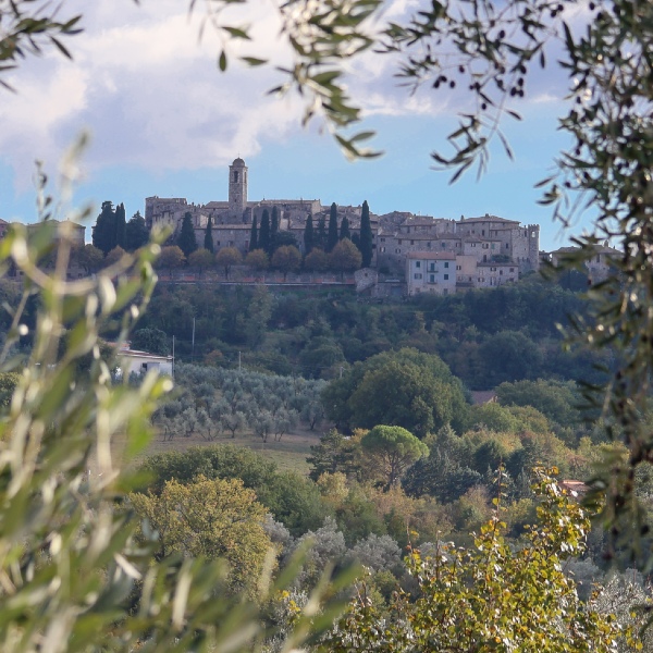 Vista di Montecchio incorniciata dagli ulivi